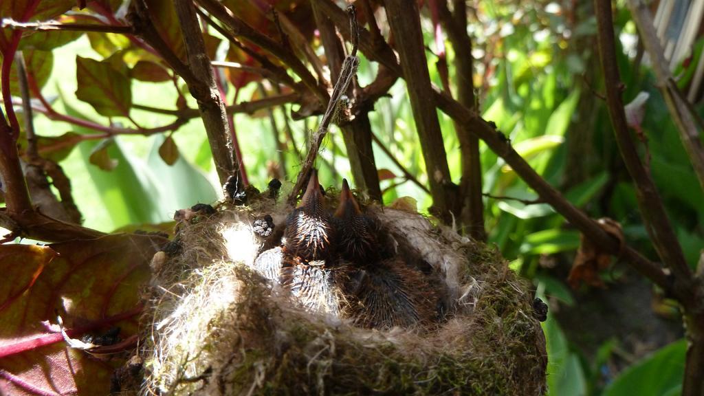Hacienda Hosteria San Luis Cayambe Zewnętrze zdjęcie