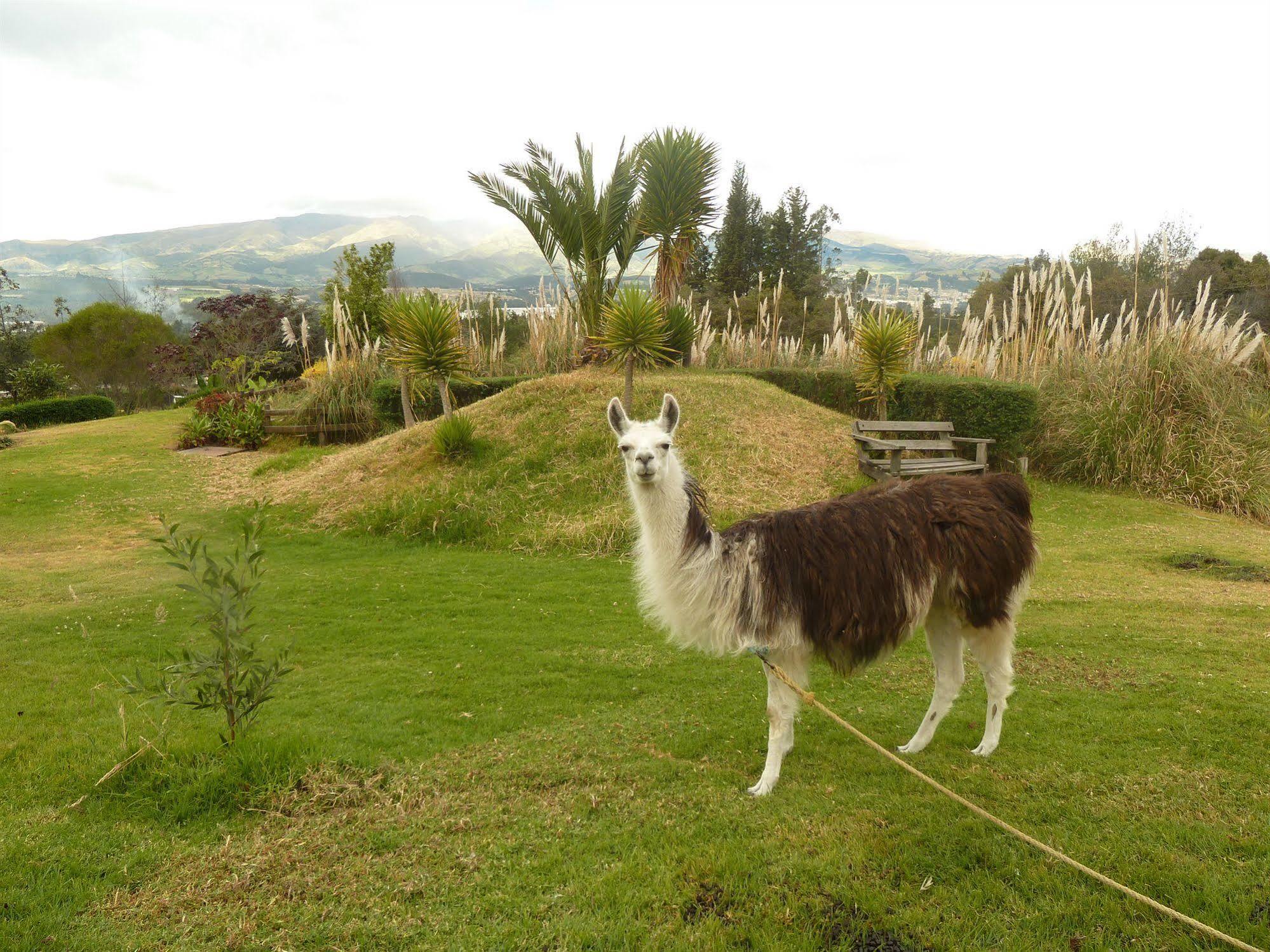 Hacienda Hosteria San Luis Cayambe Zewnętrze zdjęcie